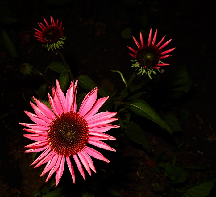 Gerbera