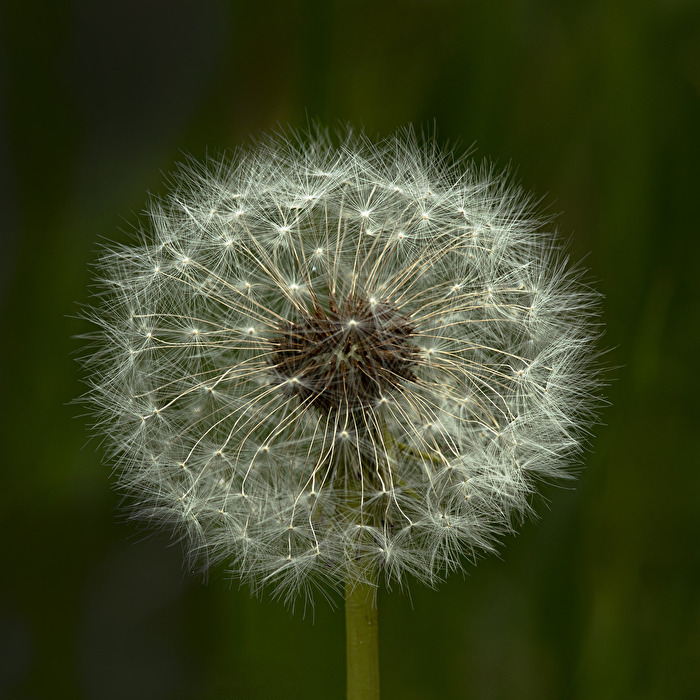 Pusteblümchen