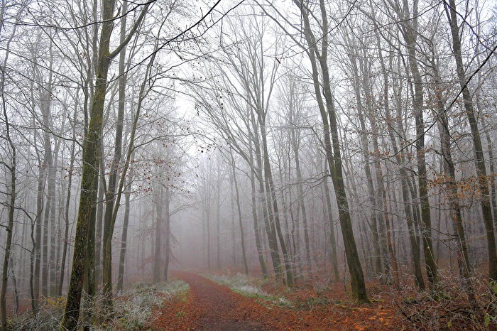 Waldweg im Nebel