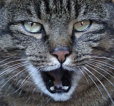 gut gebrüllt "Löwe"