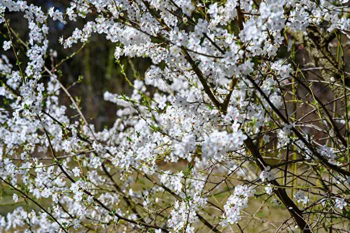Cherry Blossom