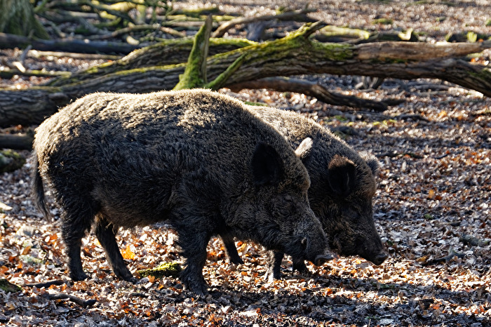 Wildschweine
