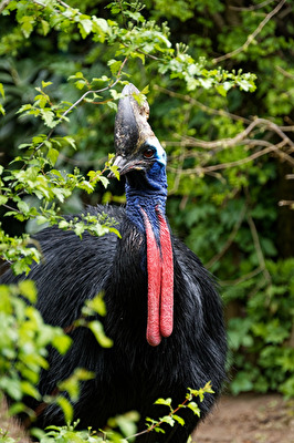 Helmkasuar