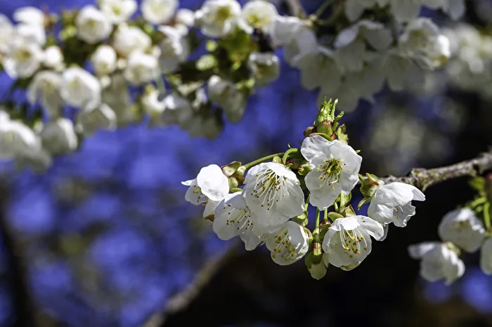 Kirschblüten