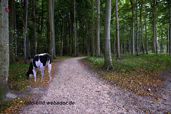 la vaca del bosque