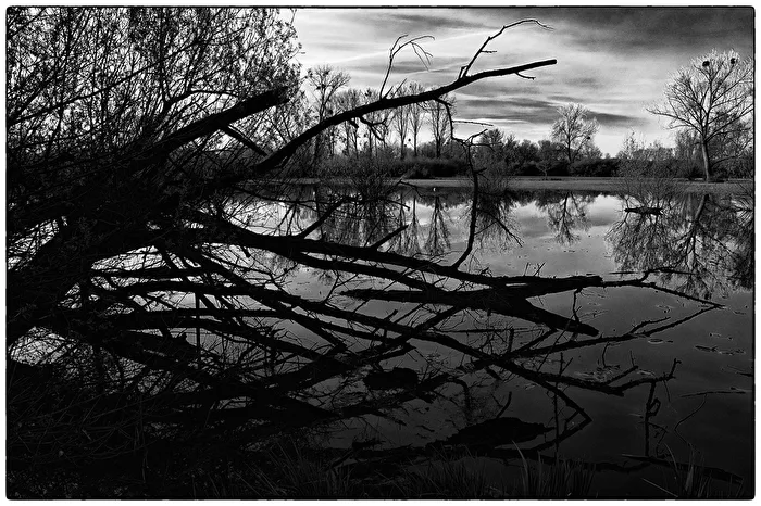 Branches...