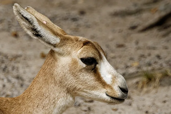 Persische Kropfgazelle