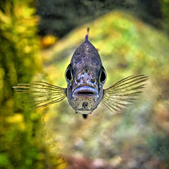 Aquarium II
