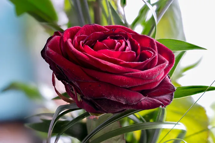 Rose (40 photos)