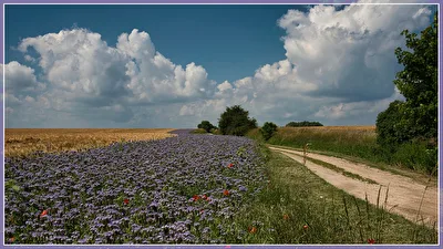 Feldweg am Darß