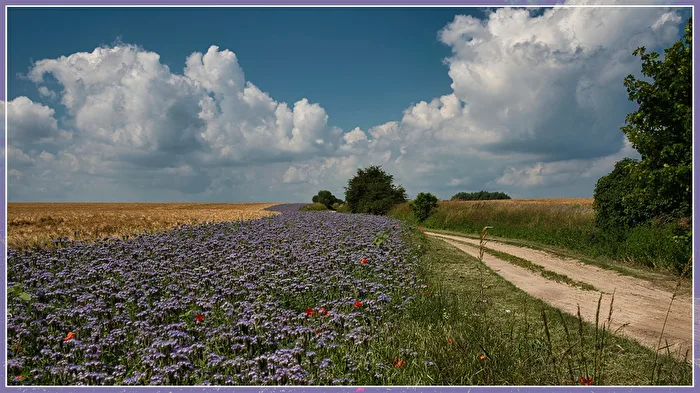 Feldweg am Darß