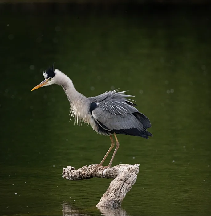 Grey heron in the water park