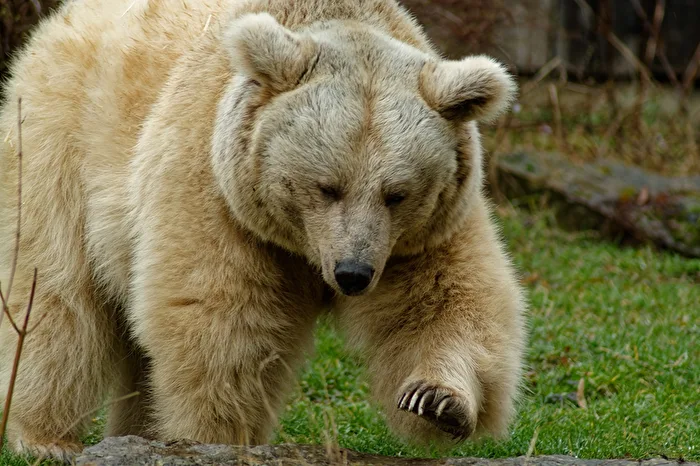 Syrian Brown Bear