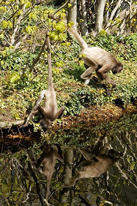Klammeraffe