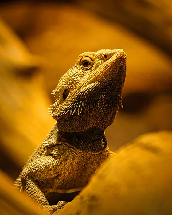Bartagame