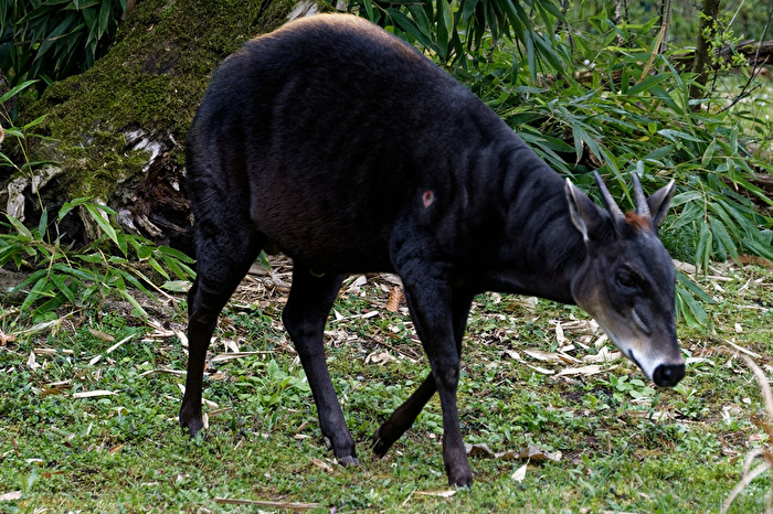 Gelbrückenducker