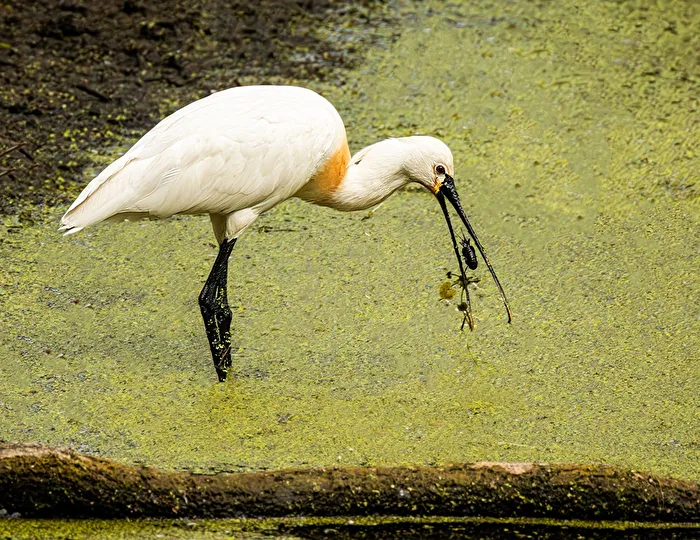 Löffler beim Fressen. (Wildlife)