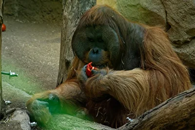 Orang-Utan
