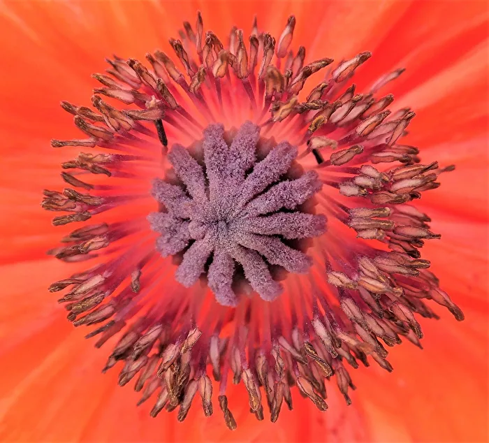 Oriental Poppy Blossom