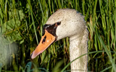 Höckerschwan