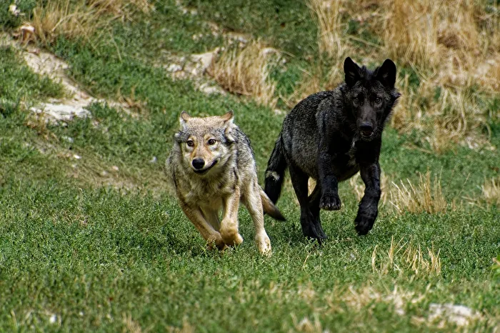 young timber wolves