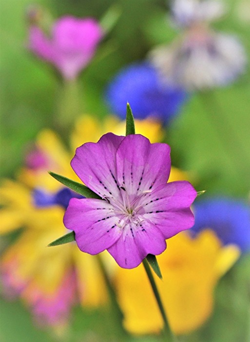 " Bunte Wiese "