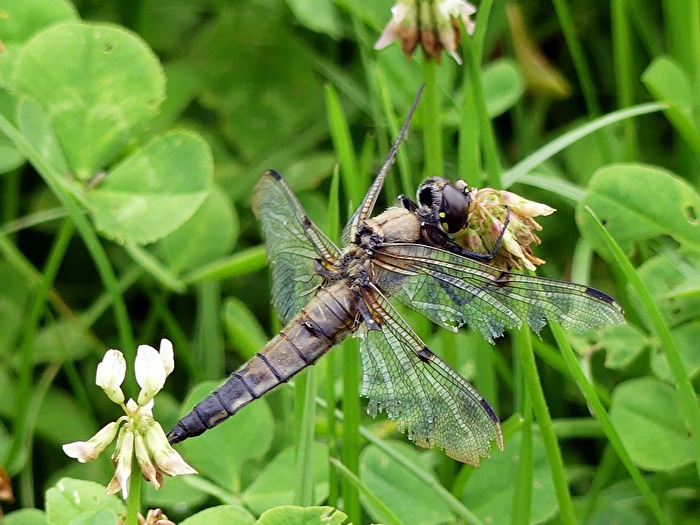 Libelle VII