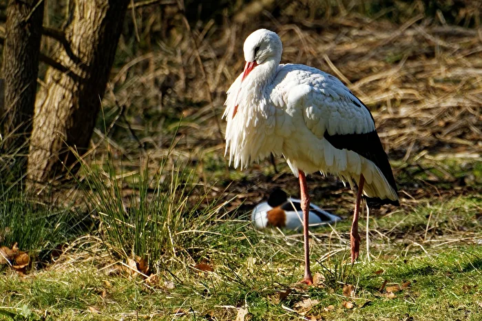 Stork
