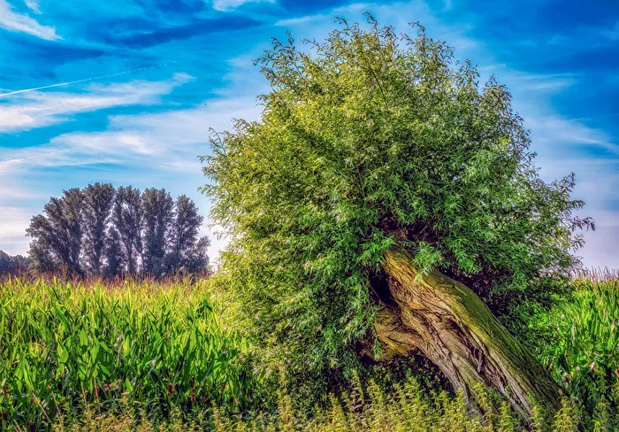 Der Baum