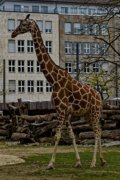 Giraffe