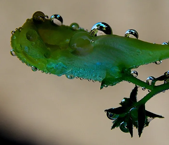 The dew reveals the place