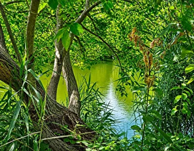 Durchblick zum Teich