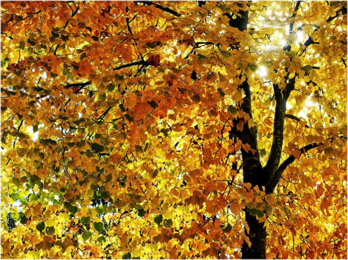 Herbstblätterwerk