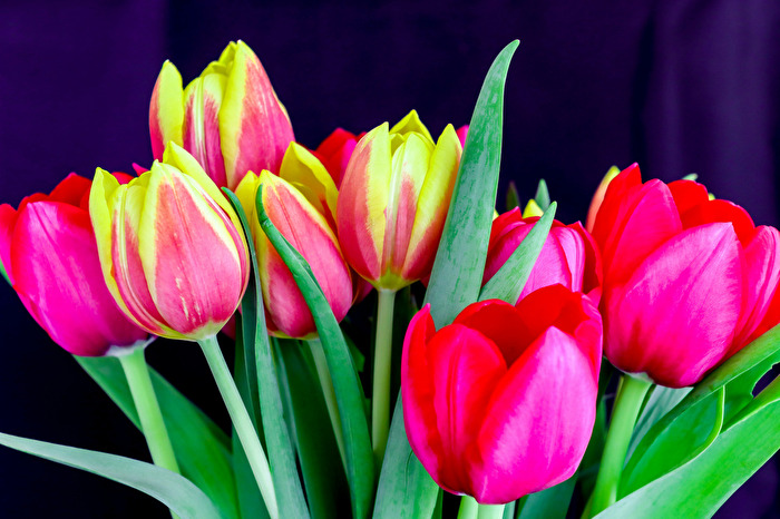 Tulpen