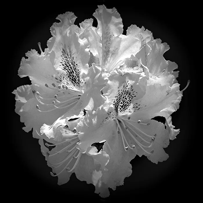 Rhododendron...