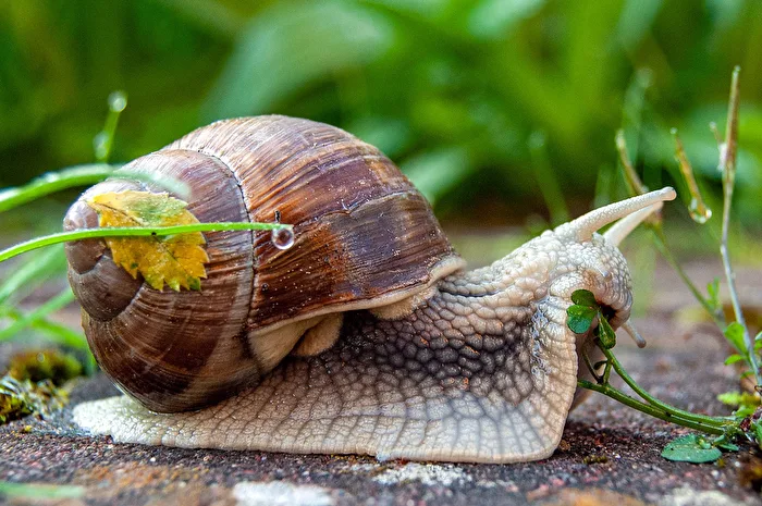 Schnecken Schmatz...