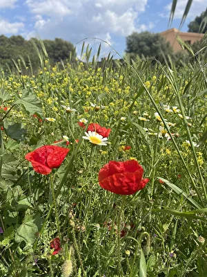 Mohnblume