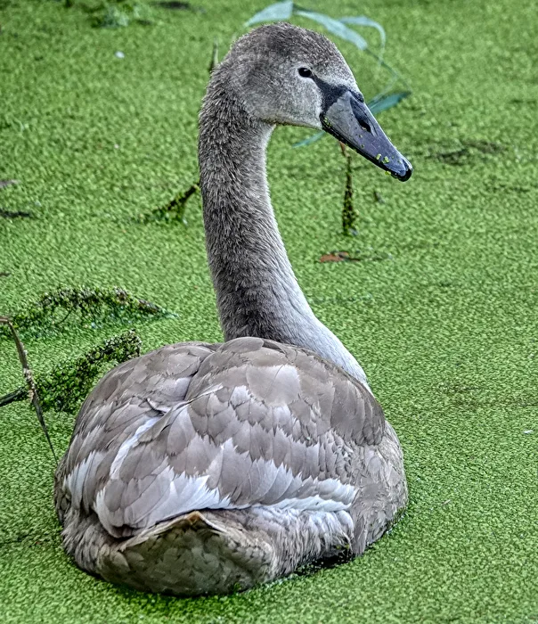 Jungschwan