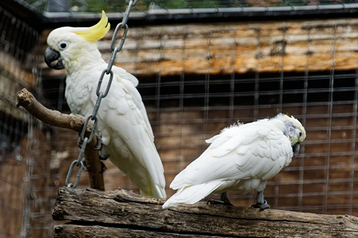 Cacatua guance gialle