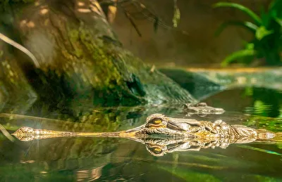 ZooParc de Beauval/F. 3