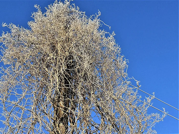 Laternenmast im Winterkleid