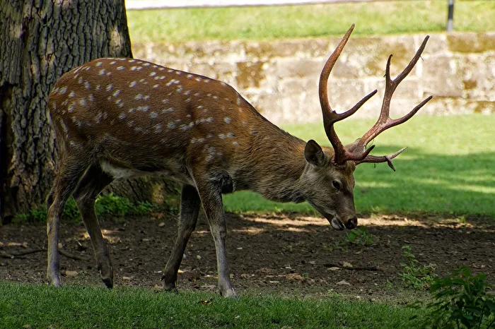Dybowski's Deer