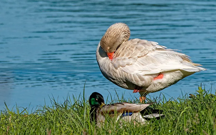 Amerikanische Buff-Gans und  männliche Stockente (Anas platyrhynchos).