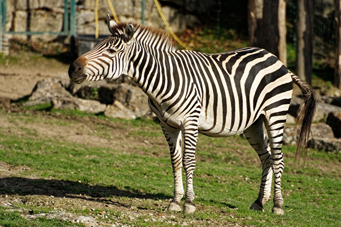 Zebra