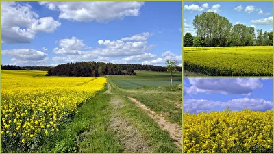 Rapsblüte