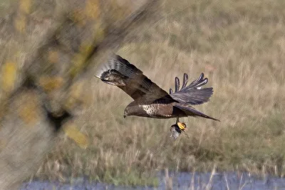 erfolgreiche Jagd
