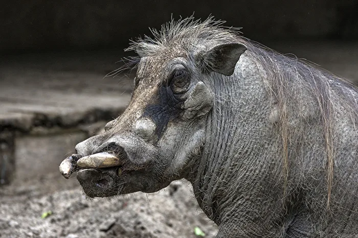 Warthog..Berlin Zoo