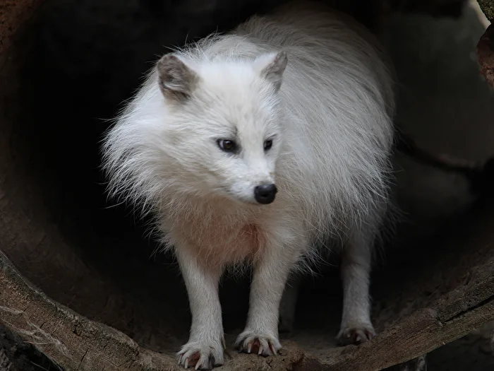 white fox