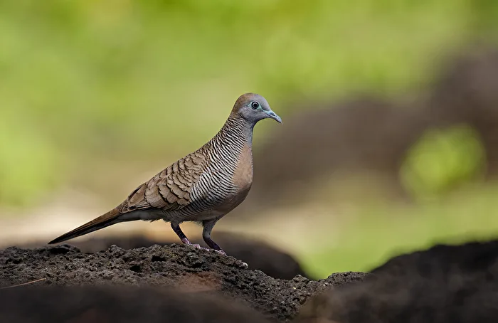 Sperbertaube (Geopelia striata)