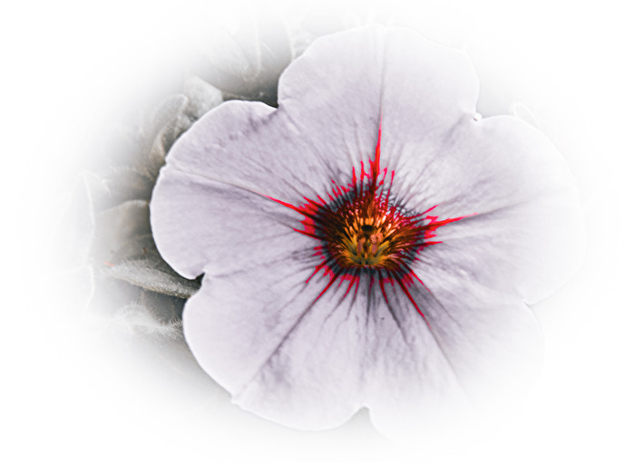 Blüte einer Petunie.